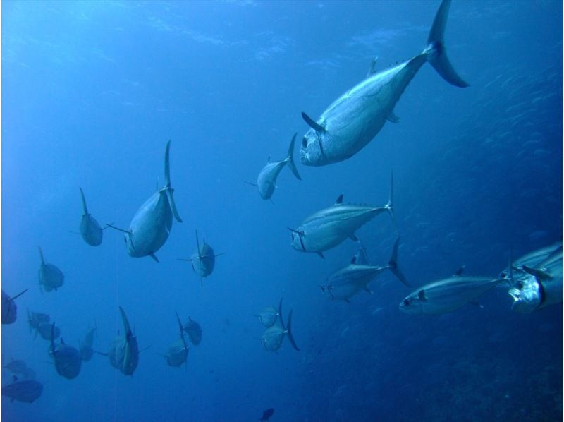 【沖縄】慶良間諸島スキンダイビング日帰り一日プランの紹介画像