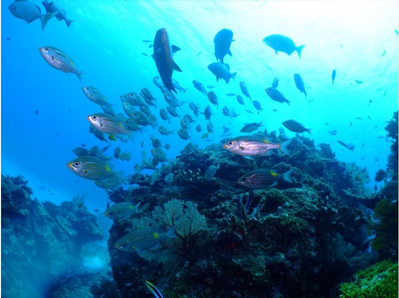 【沖縄】慶良間諸島スキンダイビング日帰り一日プランの紹介画像