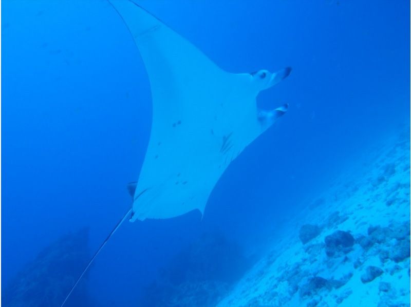 【沖縄】慶良間諸島スキンダイビング日帰り一日プランの紹介画像
