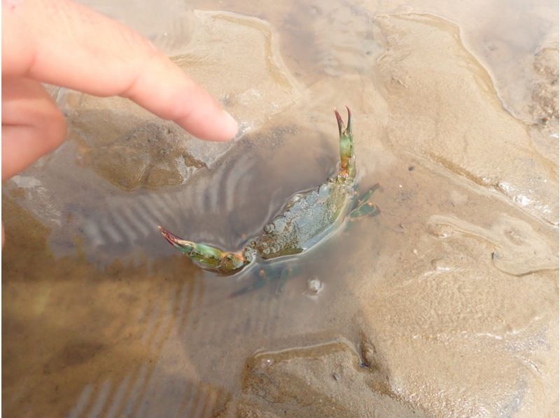 【沖縄・西表島】 生き物の宝庫 仲間川マングローブカヤック半日ツアー 小さなお子様からご参加OK！の紹介画像