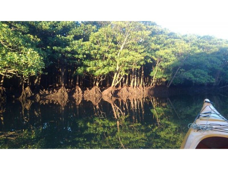 【沖縄・西表島】 生き物の宝庫 仲間川マングローブカヤック半日ツアー 小さなお子様からご参加OK！の紹介画像