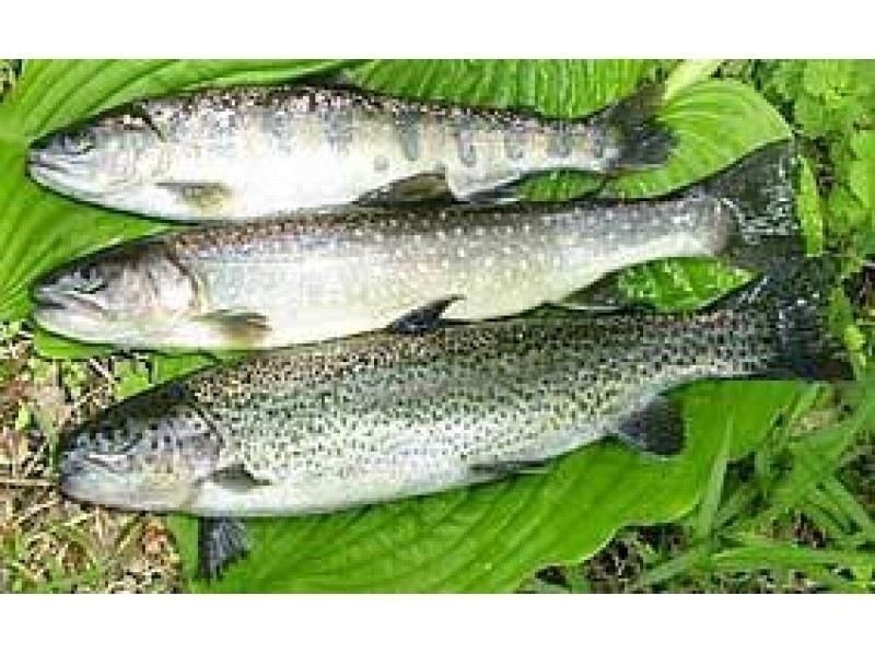 【栃木縣日光市】溪流中的紅點鮭、山豆、虹鱒魚！ （僅限夏季）の紹介画像