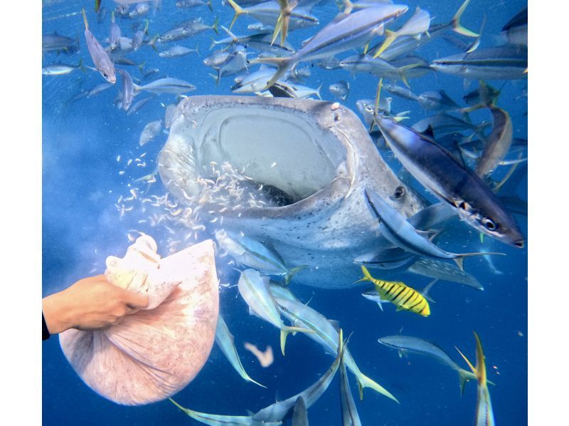 ジンベイザメと青の洞窟 ２ボートファンダイビング【沖縄・読谷村】《送迎可能》※送迎範囲あり★GoPro撮影データ無料プレゼントの紹介画像