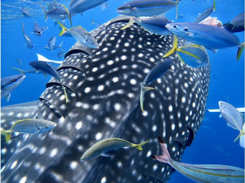 ジンベイザメと青の洞窟 ２ボートファンダイビング【沖縄・読谷村】《送迎可能》※送迎範囲あり★GoPro撮影データ無料プレゼントの紹介画像