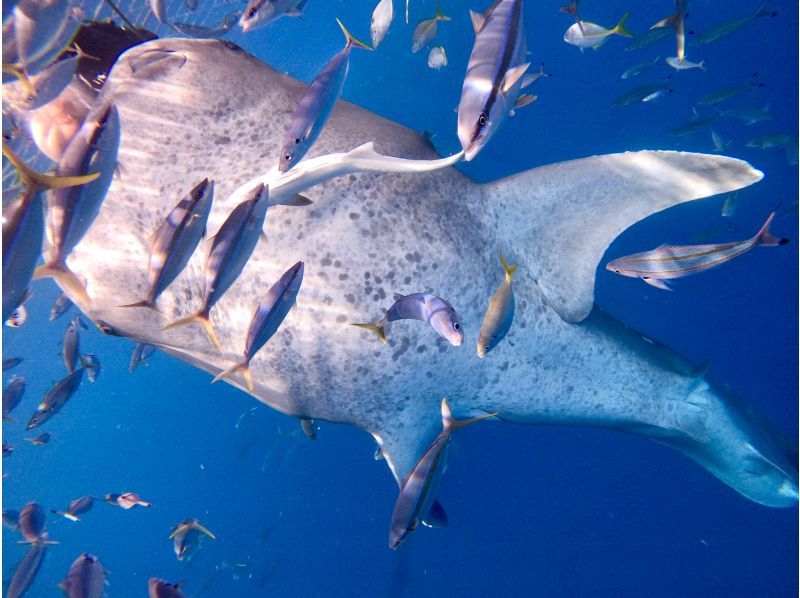 ジンベイザメと青の洞窟 ２ボートファンダイビング【沖縄・読谷村】《送迎可能》※送迎範囲あり★GoPro撮影データ無料プレゼントの紹介画像