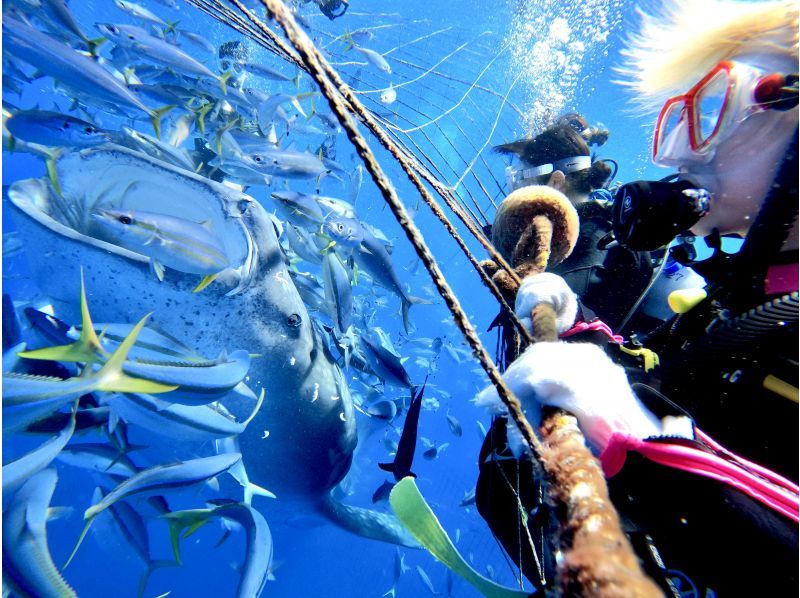 ジンベイザメと青の洞窟 ２ボートファンダイビング【沖縄・読谷村】《送迎可能》※送迎範囲あり★GoPro撮影データ無料プレゼントの紹介画像