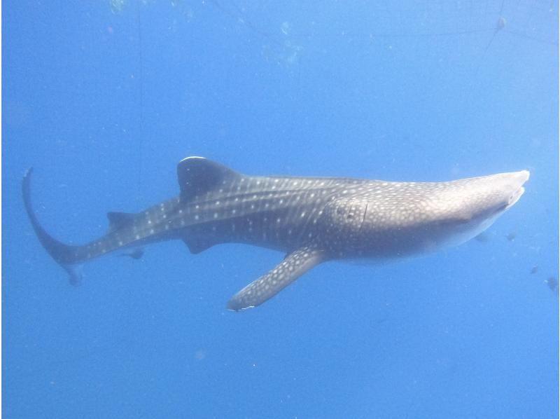 【沖縄・読谷村】《送迎可能》ジンベイザメと会う＆青の洞窟を冒険する２ボートファンダイビング！※送迎範囲ありの紹介画像