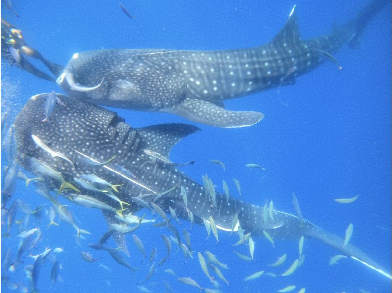 【沖縄・読谷村】《送迎可能》ジンベイザメと会う＆青の洞窟を冒険する２ボートファンダイビング！※送迎範囲ありの紹介画像