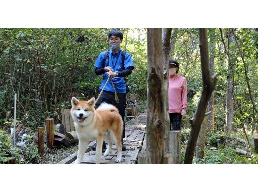 Mitane Town Akita Prefecture Health focused walking with Akita dogs Enjoy a relaxing time with these cute playful Akitas ActivityJapan