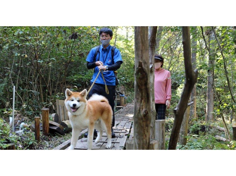 【秋田县三根町】和可爱的秋田犬一起散步！与秋田犬一起散步和健康散步！ 【海外】の紹介画像