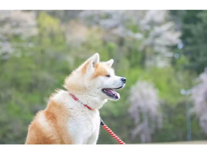 [Mitane Town, Akita Prefecture] Health-focused walking with Akita dogs! Enjoy a relaxing time with these cute & playful Akitas! の紹介画像