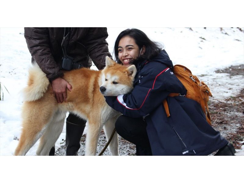 [Mitane Town, Akita Prefecture] Health-focused walking with Akita dogs! Enjoy a relaxing time with these cute & playful Akitas! の紹介画像