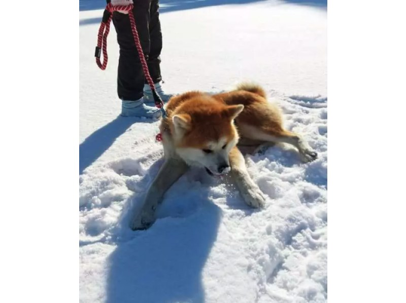 [Mitane Town, Akita Prefecture] Health-focused walking with Akita dogs! Enjoy a relaxing time with these cute & playful Akitas! の紹介画像