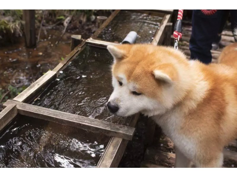 [Mitane Town, Akita Prefecture] Health-focused walking with Akita dogs! Enjoy a relaxing time with these cute & playful Akitas! の紹介画像