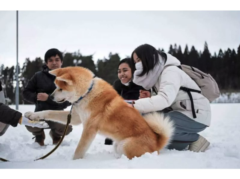 [Mitane Town, Akita Prefecture] Health-focused walking with Akita dogs! Enjoy a relaxing time with these cute & playful Akitas! の紹介画像