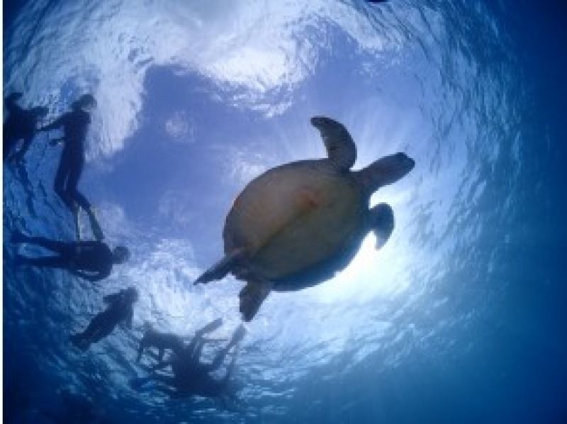[石垣岛/1天]登陆幻影岛＆体验潜水＆海龟浮潜☆免费GoPro租借☆の紹介画像