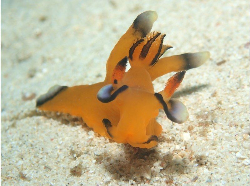 【沖縄・本部町】《送迎 可能》サンゴのお花畑に魚沢山 ゴリラチョップ2ビーチファンダイビング※送迎範囲ありの紹介画像