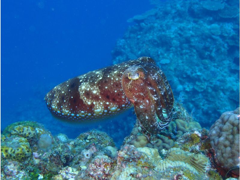 ゴリラチョップ2ビーチファンダイビング【沖縄・本部町】《送迎 可能》※送迎範囲あり★GoPro撮影データ無料プレゼントの紹介画像