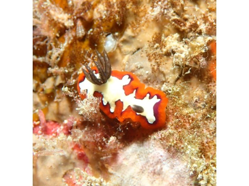 【沖縄・本部町】《送迎 可能》サンゴのお花畑に魚沢山 ゴリラチョップ2ビーチファンダイビング※送迎範囲ありの紹介画像