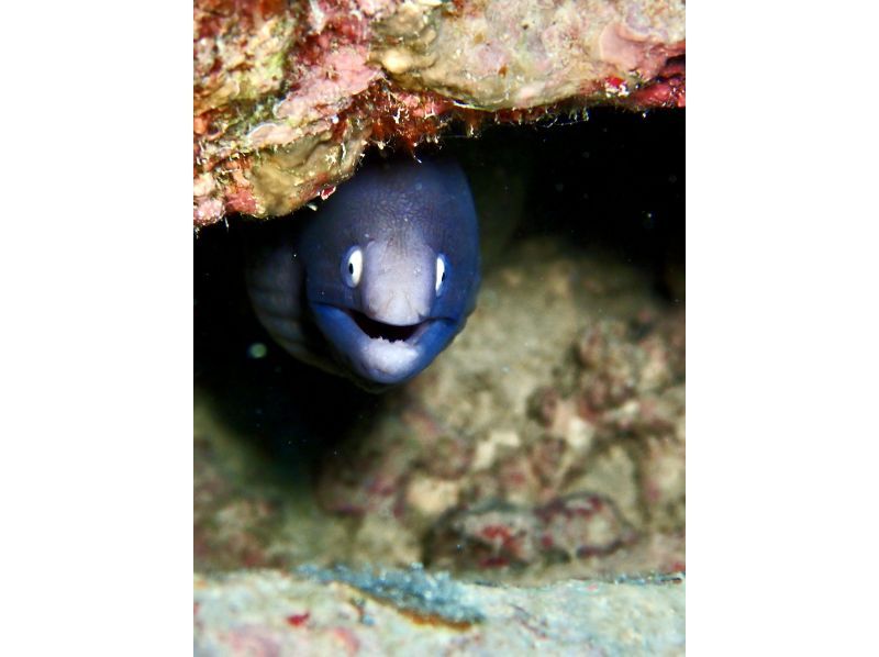 【沖縄・本部町】《送迎 可能》サンゴのお花畑に魚沢山 ゴリラチョップ2ビーチファンダイビング※送迎範囲ありの紹介画像