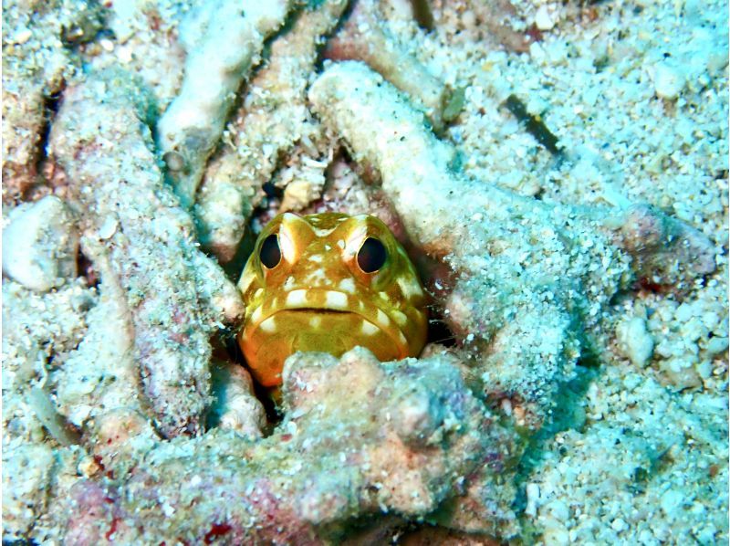 【沖縄・本部町】《送迎 可能》サンゴのお花畑に魚沢山 ゴリラチョップ2ビーチファンダイビング※送迎範囲ありの紹介画像