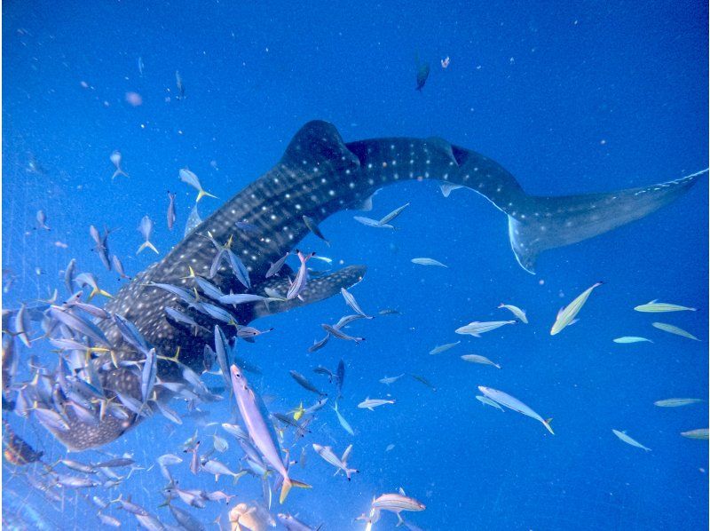 【沖縄・読谷村】《送迎可能》ジンベイザメと会う１ボートファンダイビング！※送迎範囲ありの紹介画像