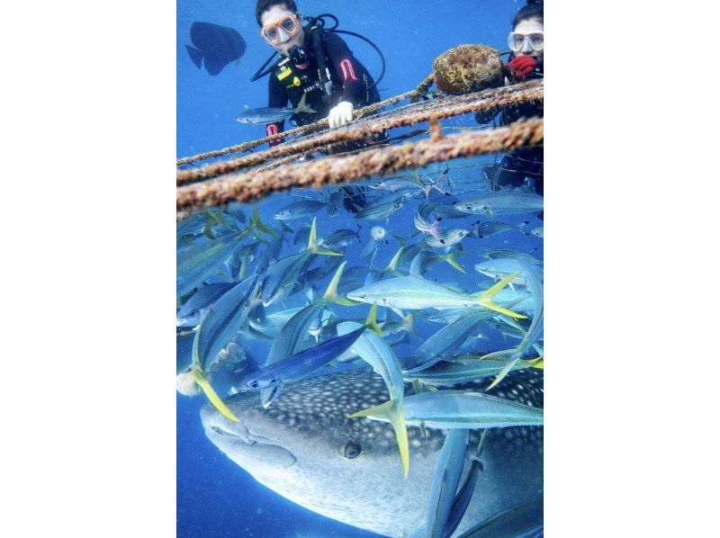 【沖縄・読谷村】《送迎可能》ジンベイザメと会う１ボートファンダイビング！※送迎範囲ありの紹介画像