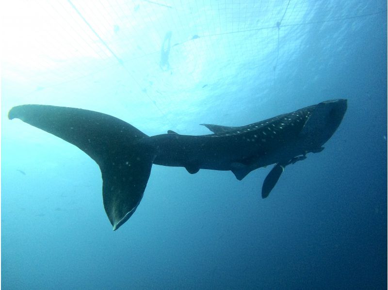 【沖縄・読谷村】《送迎可能》ジンベイザメと会う１ボートファンダイビング！※送迎範囲ありの紹介画像