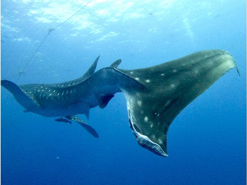 【沖縄・読谷村】《送迎可能》ジンベイザメと会う１ボートファンダイビング！※送迎範囲ありの紹介画像