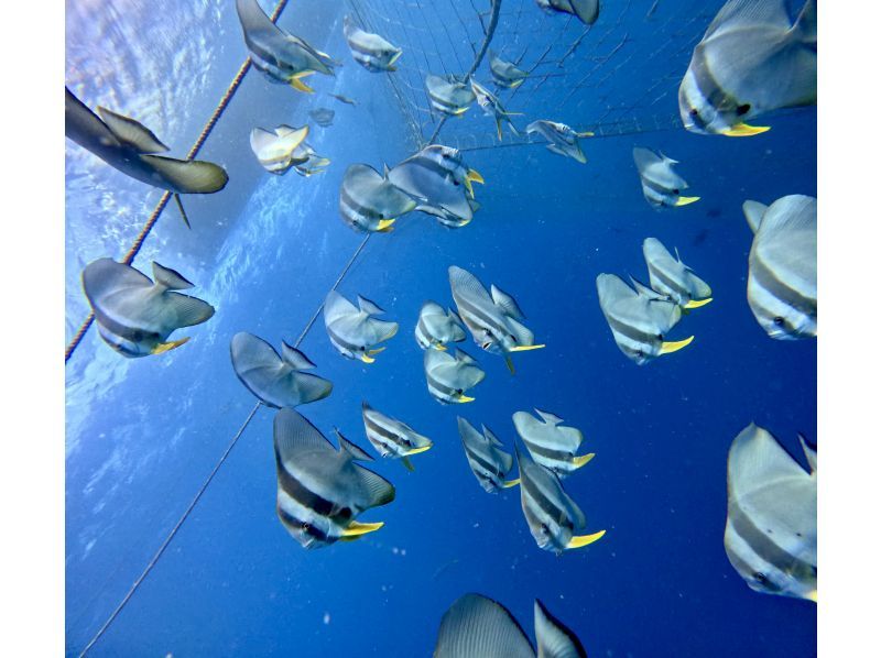 【沖縄・読谷村】《送迎可能》ジンベイザメと会う１ボートファンダイビング！※送迎範囲ありの紹介画像