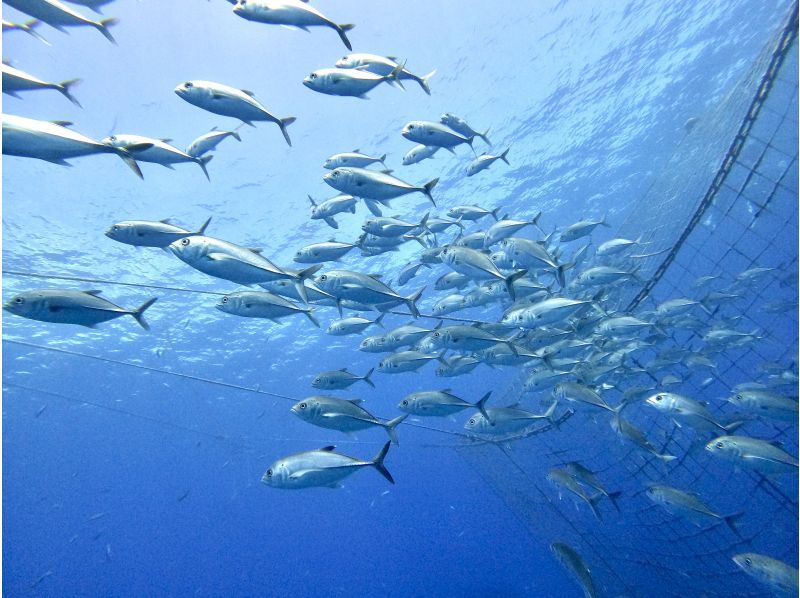 【沖縄・読谷村】《送迎可能》ジンベイザメと会う１ボートファンダイビング！※送迎範囲ありの紹介画像