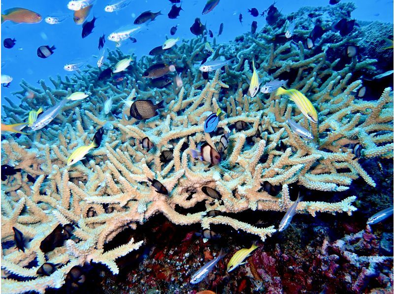 水納島／瀬底島方面 体験ダイビング【沖縄 北部】《送迎 可能》※送迎範囲あり★GoPro撮影データ無料プレゼントの紹介画像