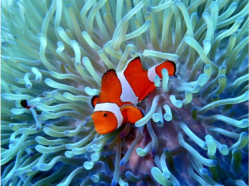 水納島／瀬底島方面 体験ダイビング【沖縄 北部】《送迎 可能》※送迎範囲あり★GoPro撮影データ無料プレゼントの紹介画像