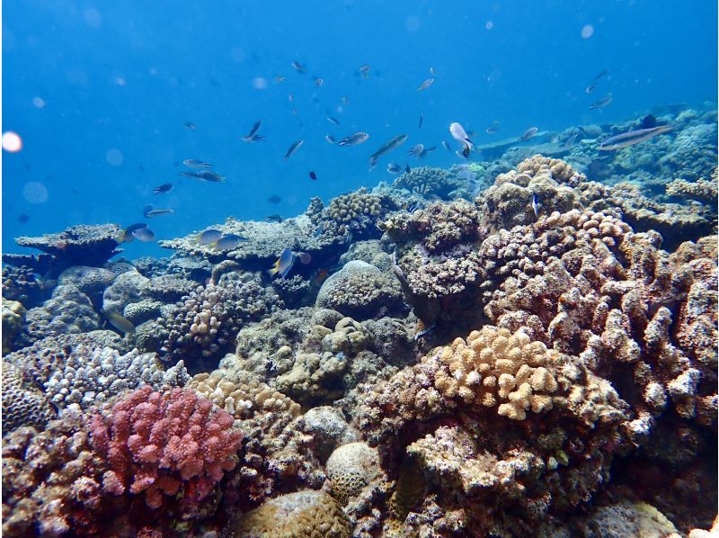 水納島／瀬底島方面 体験ダイビング【沖縄 北部】《送迎 可能》※送迎範囲あり★GoPro撮影データ無料プレゼントの紹介画像