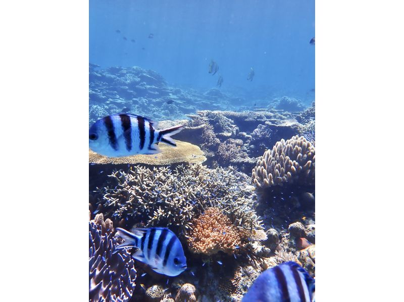 水納島／瀬底島方面 体験ダイビング【沖縄 北部】《送迎 可能》※送迎範囲あり★GoPro撮影データ無料プレゼントの紹介画像