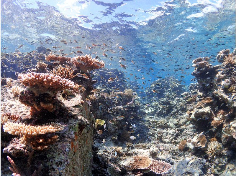 <Invoice system registered store> ☆ Beginners only ☆ Sea turtle snorkel at the coral paradise [Sekisei Lagoon]! Premium 1-day plan with landing on the phantom island [Okinawa/Ishigaki Island]の紹介画像