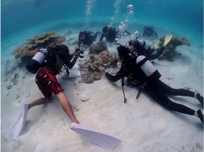 [Ishigaki Island/Half-day PM] Beginners only! Trial diving & sea turtle snorkeling ☆ Free photo data ☆の紹介画像