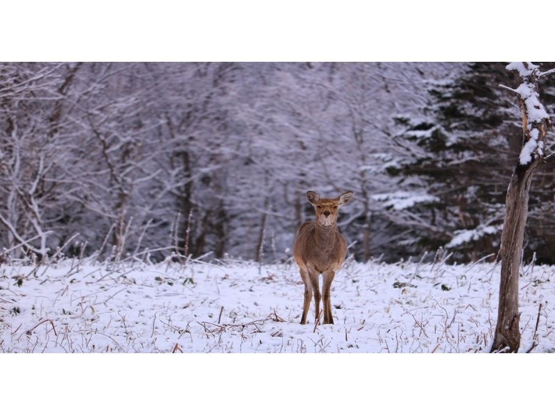 [Hokkaido Shiretoko] Superb view! Kemono-Michi(Animal trail) Snowshoe