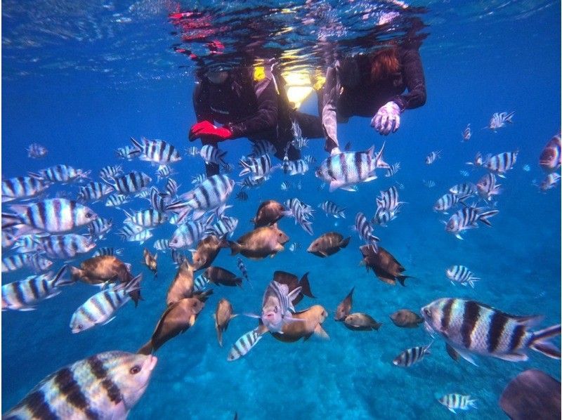 [ดำน้ำดูปะการัง 2 ชั่วโมง 1 กลุ่ม/โอกินาว่า/หมู่บ้านอนนะ/ถ้ำสีฟ้า] พนักงานหญิงหลายคน ★GOPRO ถ่ายภาพฟรีの紹介画像