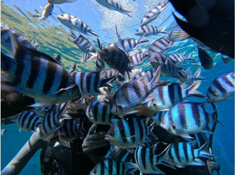 [ดำน้ำดูปะการัง 2 ชั่วโมง 1 กลุ่ม/โอกินาว่า/หมู่บ้านอนนะ/ถ้ำสีฟ้า] พนักงานหญิงหลายคน ★GOPRO ถ่ายภาพฟรีの紹介画像