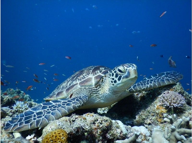 SALE! [Ishigaki Island/Taketomi Island/About 3 hours] Phantom Island + Snorkeling ☆ A popular course where you can enjoy 3 things including sea turtles and clownfish! Recommended for beginners, couples, and women!の紹介画像