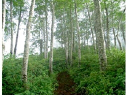 秋田・北秋田】＜お花見登山プラン＞森吉山(1,454.2m) 様田コース 登山