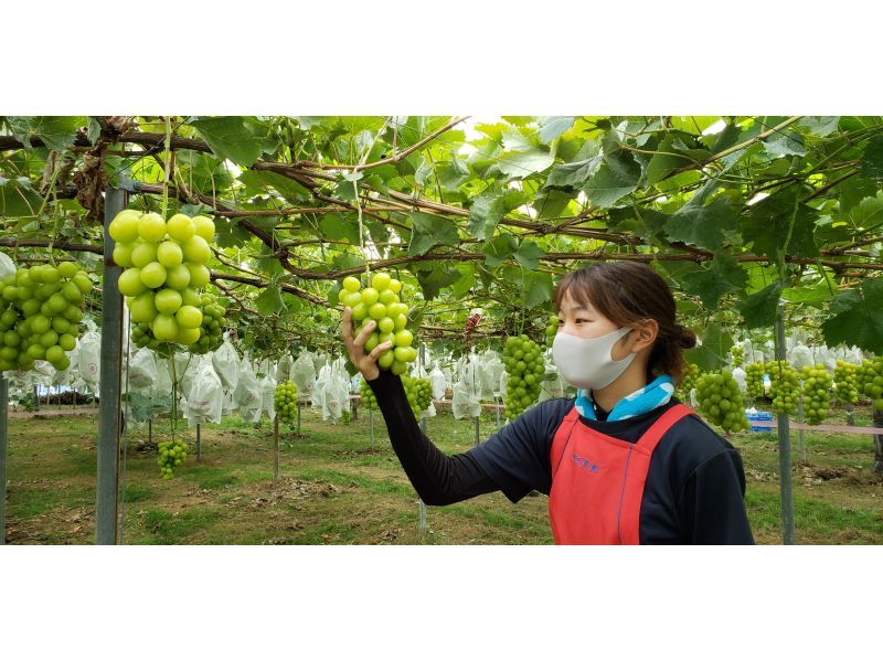 [Gunma, Numata] Grape jewels! Shine Muscat picking