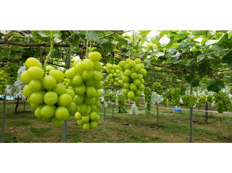 [Gunma, Numata] Grape jewels! Shine Muscat picking