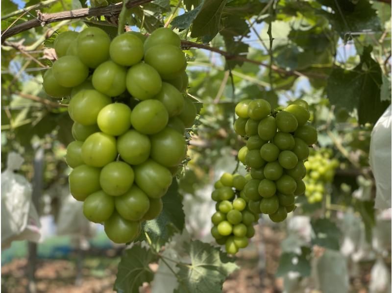 [Gunma, Numata] Grape jewels! Shine Muscat picking