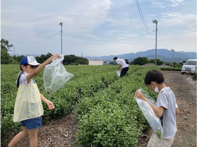 【静岡・富士】富士山のふもとでお茶摘み体験・美味しいお茶の入れ方体験の紹介画像
