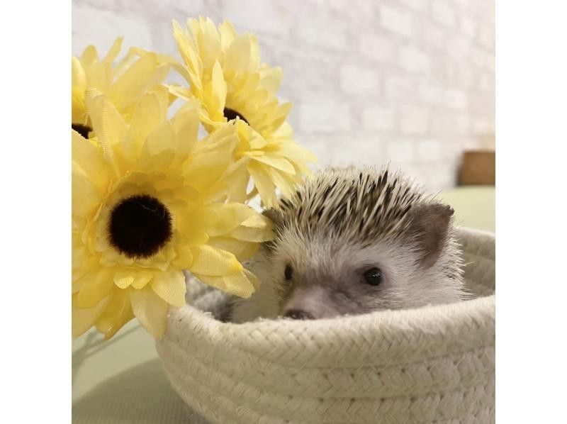 Classic animal cafe: hedgehog cafe