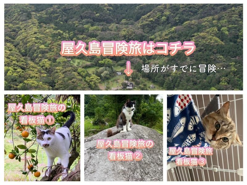 [Yakushima/Nagata SUP Nature Experience] Add a fun river adventure to your adventure near Inakahama! Relax and enjoy the crystal clear Nagata River!の紹介画像