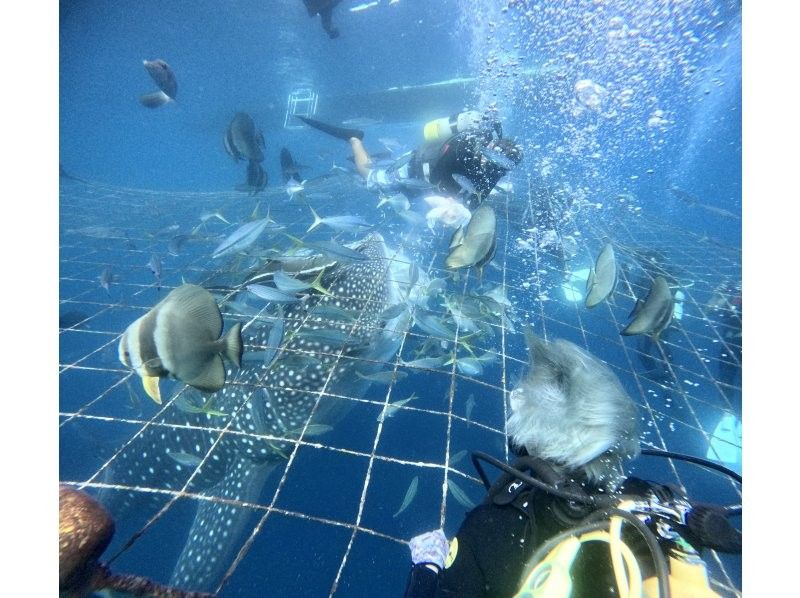 沖縄本島 ジンベエザメ”体験”ダイビング｜大迫力のジンベエザメが食べられちゃうくらいの距離で✨興奮と感動間違いなし✨写真も動画も何枚でも無料の紹介画像