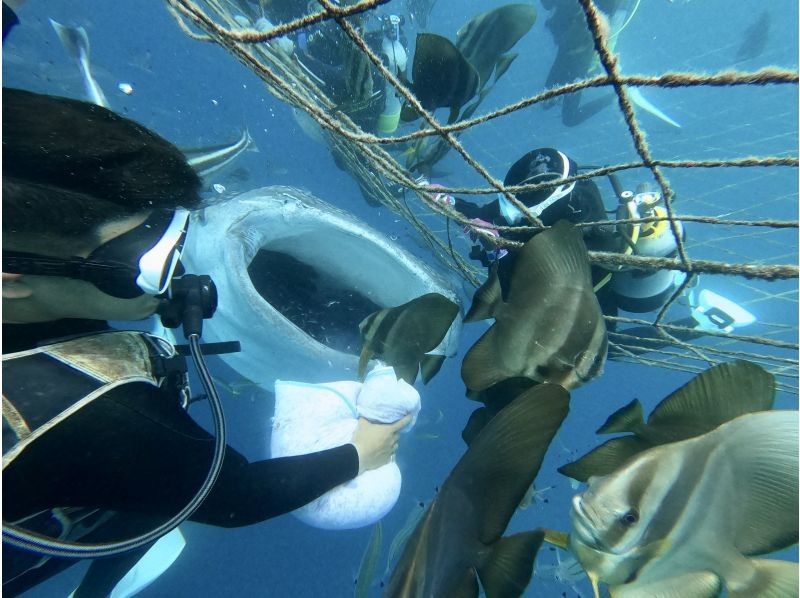 沖縄本島 ジンベエザメ”体験”ダイビング｜大迫力のジンベエザメが食べられちゃうくらいの距離で✨興奮と感動間違いなし✨写真も動画も何枚でも無料の紹介画像